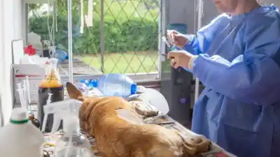 Vacuna antirrábica gratis en Jujuy: dónde ir y qué hacer si te muerde un animal