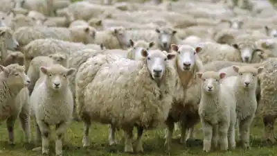 El encargado de un campo tenía un secreto: 11 ovejas vecinas y un detalle que lo delató