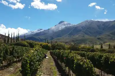 El vino argentino se hunde y en Salta ya dejan uvas pudriéndose en la planta