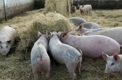 Una enfermedad que azota al centro del país dejó a San Juan en un lugar inesperado