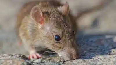 Santa Fe en alerta: los casos de leptospirosis no dejan de crecer y ya encienden las alarmas