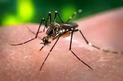 Alerta sanitaria en Tucumán: Dos nuevos casos de chikungunya activan las alarmas