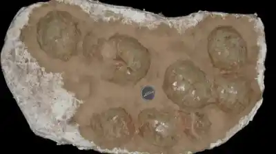 Encontraron 255 restos de huevos de dinosaurio en la Patagonia: lo que reveló el hallazgo más austral del mundo