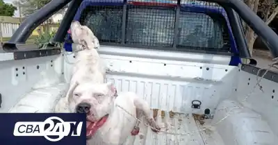 Dogos sueltos con sangre en el hocico: el operativo que alertó a todo un barrio