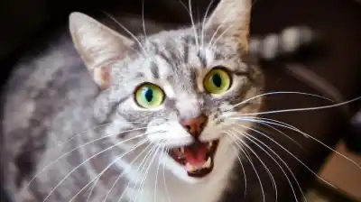 Tu gato te habla: el misterioso significado detrás de cada maullido cuando le respondés