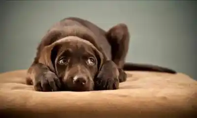 ¿Por qué tu mascota tiene miedo a los truenos y a los petardos?