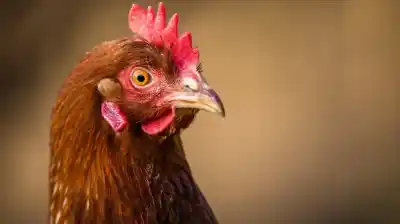 Manipulación genética logra lo impensable: pollos desarrollan rasgos de dinosaurio