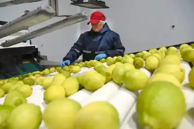 El dato oculto detrás del leve repunte de las exportaciones tucumanas en 2025