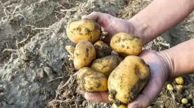 La papa argentina se achica: por qué una caída del 12% en la siembra es la mejor noticia para el campo