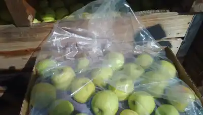 La bolsa patagónica que frena la maduración: el envase que ya usan para que la fruta llegue intacta