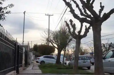 Plantaron los árboles de su vereda hace 30 años: lo que les llegó ahora los dejó sin palabras