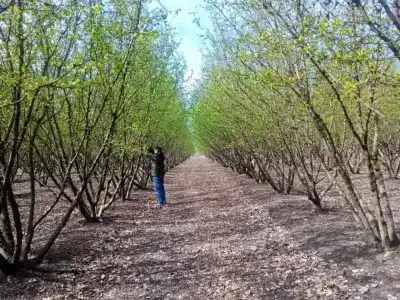 Nueve puntos bajo vigilancia en el Valle: el dato que puede salvar a los frutales