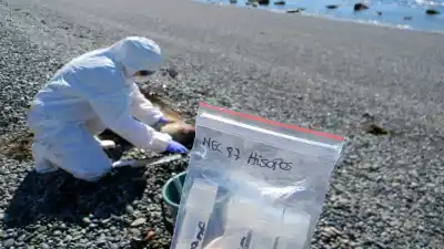 El H5N1 no ataca los pulmones: el hallazgo en lobos marinos de Chubut que cambió el manual