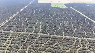 La Pampa lanza créditos de hasta $200 millones para el bosque nativo: quiénes pueden acceder