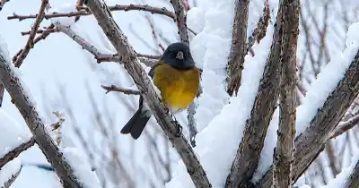 Malargüe amaneció bajo cero y con nieve a días de la primavera: el estado de las rutas