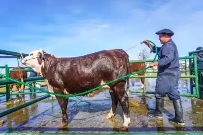 La Expo Rural de Viedma ya tiene a los animales adentro: lo que se viene este fin de semana
