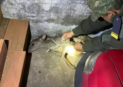 Un viracho se metió en el garaje de una casa de Esquina y la familia no podía creer lo que vio