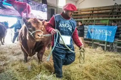 La raza que se enamoró la Patagonia y el dato que ilusiona a los criadores de Viedma
