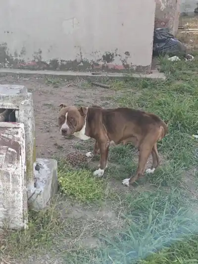 Vecinos le daban de comer a un pitbull abandonado: lo que encontró la policía al entrar a la casa