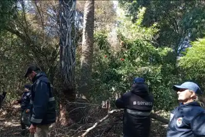 Entraron a controlar las palmeras del parque y el hallazgo encendió las alarmas en Entre Ríos