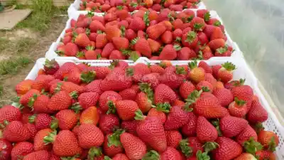 El calor les jugó a favor: las frutillas jujeñas se consiguen a precio de oferta