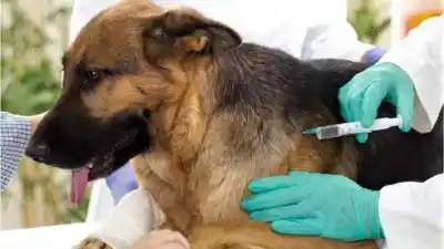 Alerta por la rabia en Jujuy: faltan vacunas y el veterinario que dio la voz de alarma