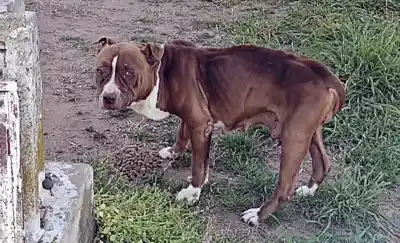 Vecinos no aguantaron más y una mascota terminó en la canilera municipal