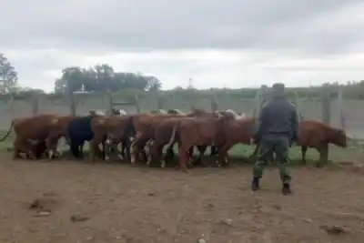 Volvieron 12 terneros a un campo, pero la inspección reveló algo más grave