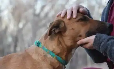 Rescatados de la calle, esperan una familia: los perros del refugio de Rawson que ya pueden ser adoptados