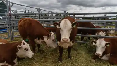 La Expo Rural de Viedma vivió un sábado a puro campo: lo que se viene este domingo