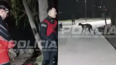 Un galgo quedó atrapado en un islote del Limay y la oscuridad complicó todo