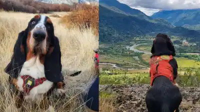 El perro que huele lo que nadie ve: la historia del basset que ayuda a la ciencia en la Patagonia