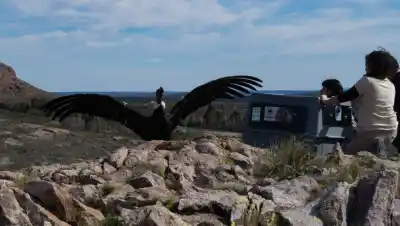 Un cóndor apareció herido en la Patagonia: la reacción de casi mil personas cuando lo vieron volver