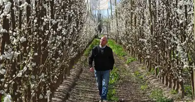 Plantó la mitad de su campo con frutales que nadie quería en el Alto Valle: el resultado lo cambió todo