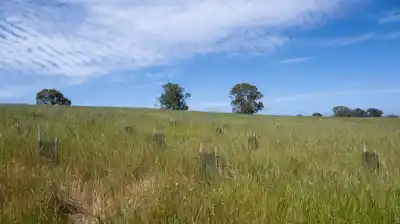 Compró un campo pelado para recordar a su esposa y plantó 13.500 árboles: el regreso que nadie esperaba