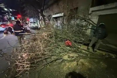 El viento no dio tregua en el centro: el árbol que apareció caído sobre una avenida clave