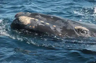 El operativo que contó 1.375 ballenas frente a Chubut: dónde se concentraron