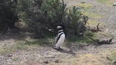 Punta Tombo se prepara para recibir a los pingüinos: los detalles de una apertura esperada