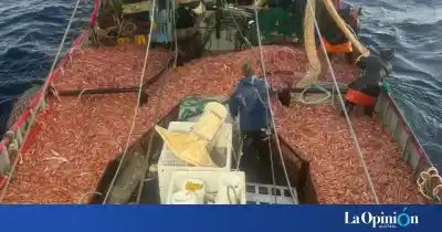 Cerró la zafra del langostino y los puertos de Santa Cruz anotaron un número que no se veía