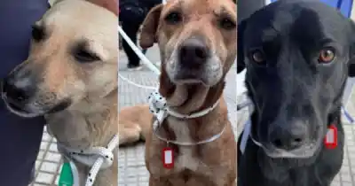 Tres perros callejeros se sumaron a la peregrinación y ahora nadie sabe de quiénes son