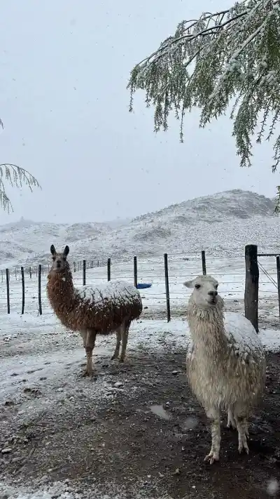 Lutti amaneció cubierta de blanco: los animales que sorprendió la nevada