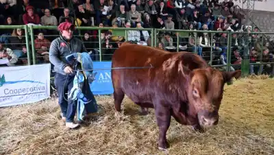 Viedma: los campeones Angus y Hereford que se llevaron todos los premios y ahora tienen nuevo dueño