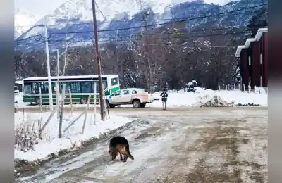 Vecinos del Pipo no esperaban lo que encontraron: 20 actas y dos perros capturados