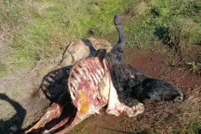 Encerró a sus vacas junto a la casa, pero los ladrones igual se las llevaron: el campo entrerriano que no da abasto