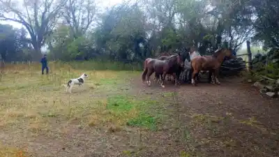 Una finca de La Caldera, invadida una y otra vez: los equinos que nadie reclamaba