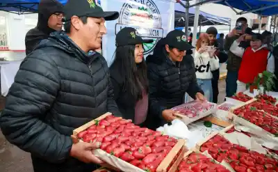 Perico se llenó de frutillas y Sadir prometió un proyecto clave para los productores