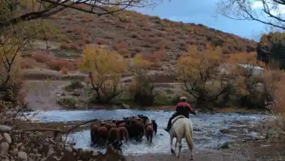 Tiene 62 años, 40 vacas y un campo en Aluminé: por qué su hija volvió para cambiarle el negocio