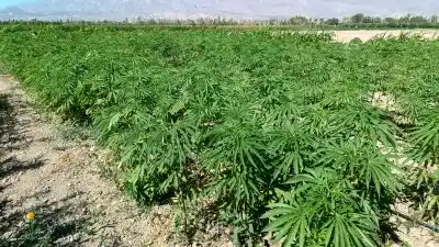 San Juan prueba 28 variedades de cáñamo: el cultivo que gasta 10 veces menos agua que el algodón