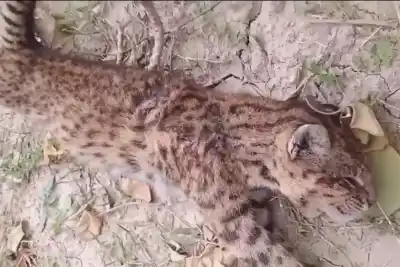 Mataron a un gato montés y lo colgaron de un árbol: Abigeato busca el lugar y hay indignación en Colonia Nueva