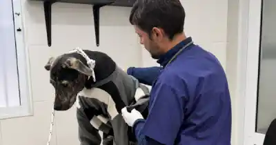 El Milagro 2026: en un día, 17 perros siguieron las caminatas y no volvieron a casa